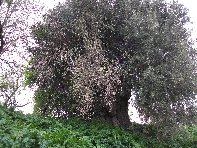 ivo di Motta-20110228 003